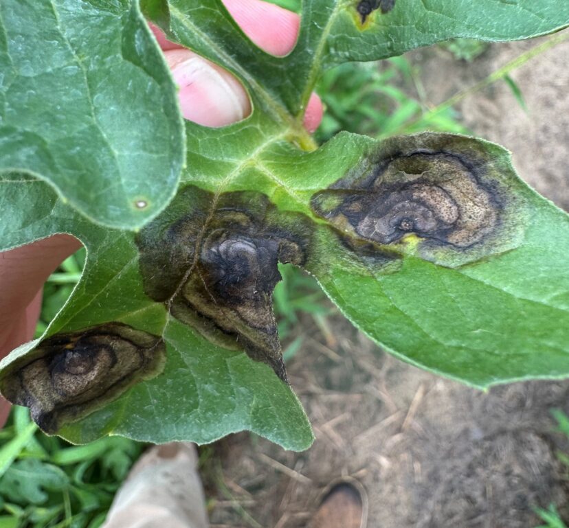 Close-up of gummy stem blight lesions on a watermelon leaf with dark-bordered, tan necrotic spots.
