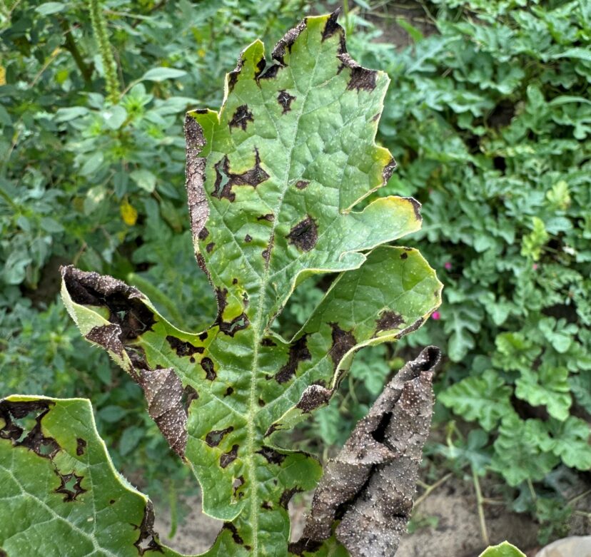 Star-shaped anthracnose lesions on watermelon foliage. 