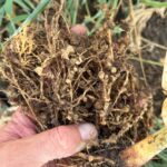 South Carolina Field Update (August 24, 2026): Two-spotted Cotton Leafhopper Spreads as Temps Cool