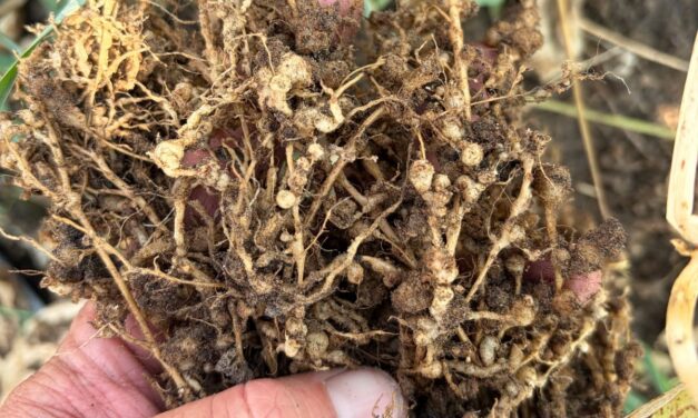 South Carolina Field Update (August 24, 2026): Two-spotted Cotton Leafhopper Spreads as Temps Cool