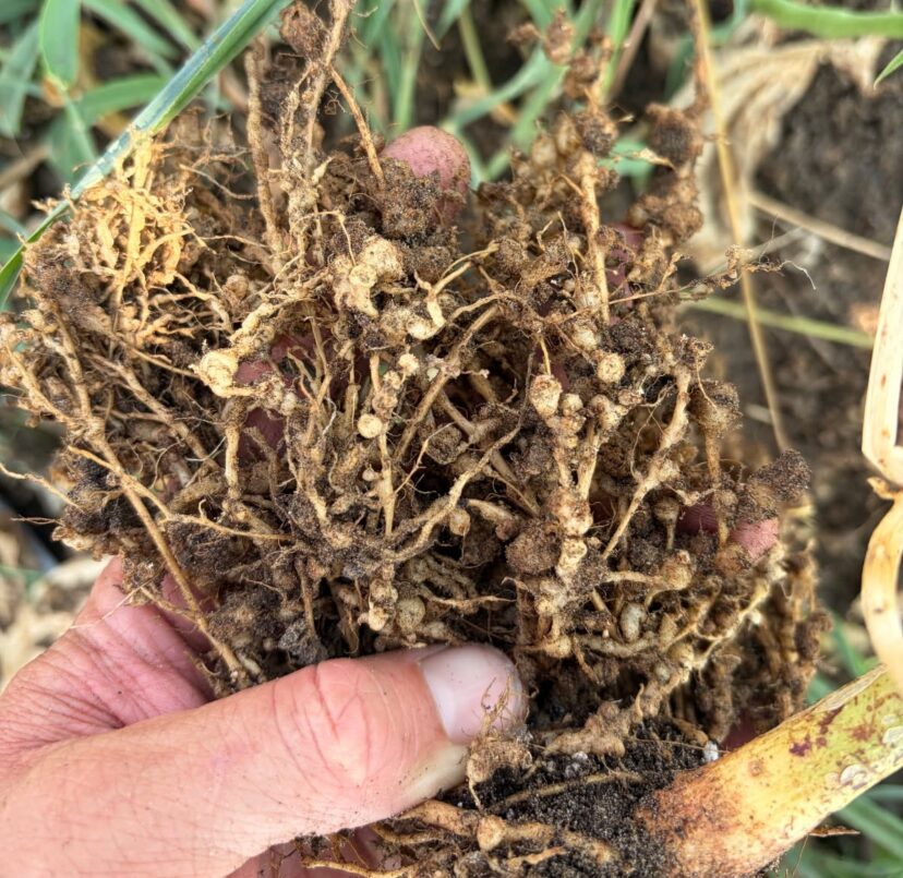 Sweetpotato roots covered with galls caused by root-knot nematodes.