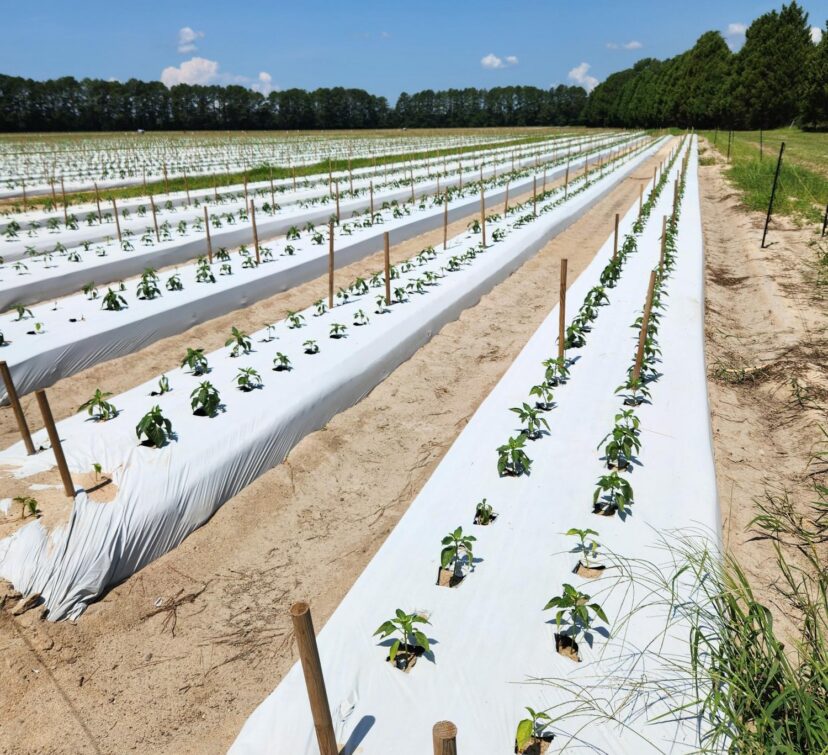 Young fall pepper plants established in rows covered with white plastic mulch.