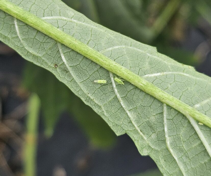 A pale green leaf viewed from below with a small leafhopper visible beside its central vein.