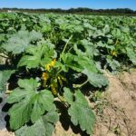 South Carolina Field Update (September 28, 2026): Strawberry Prep Continues as Fall Temps Arrive