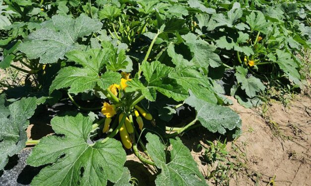 South Carolina Field Update (September 28, 2026): Strawberry Prep Continues as Fall Temps Arrive