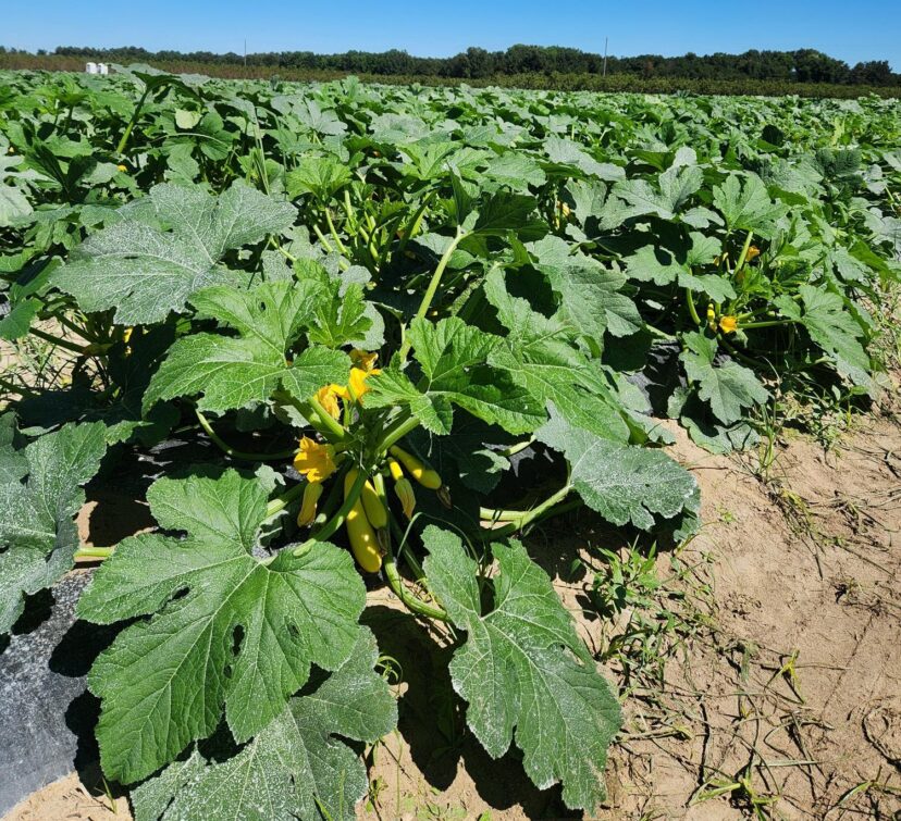 A squash field with leafy plants, yellow blossoms, and developing fruit growing in rows.