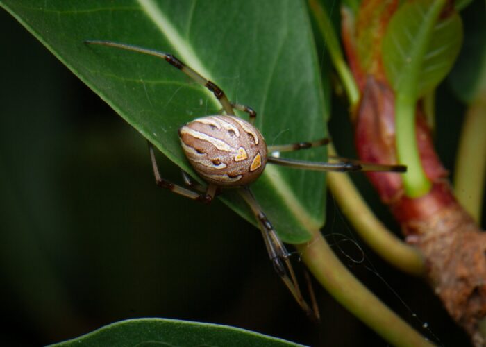 adult-female-brown-widow-spider-with-tan-brown-a Adult female brown widow spider with tan, brown, and orange markings on the top of its abdomen.