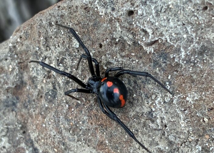 adult-female-northern-black-widow-spider-with-red Adult female northern black widow spider with red or orange spots and white markings on the top of its abdomen.