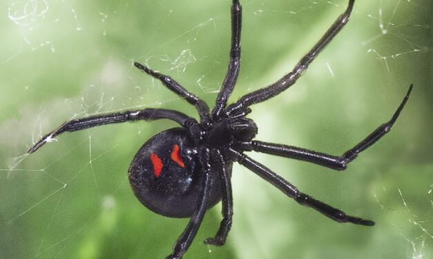Adult northern black widow spider showing two red spots on the underside of its abdomen.
