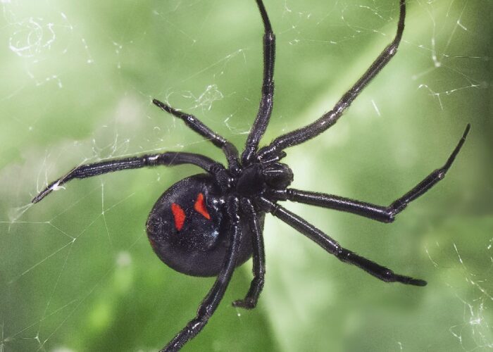 adult-northern-black-widow-spider-showing-two-red Adult northern black widow spider showing two red spots on the underside of its abdomen.