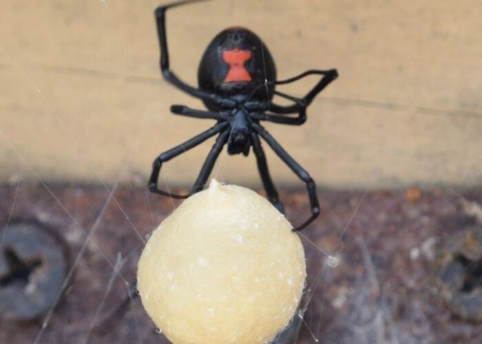 adult-southern-black-widow-spider-with-a-red-hourg Adult southern black widow spider with a red hourglass-shaped marking and a rounded egg sac.