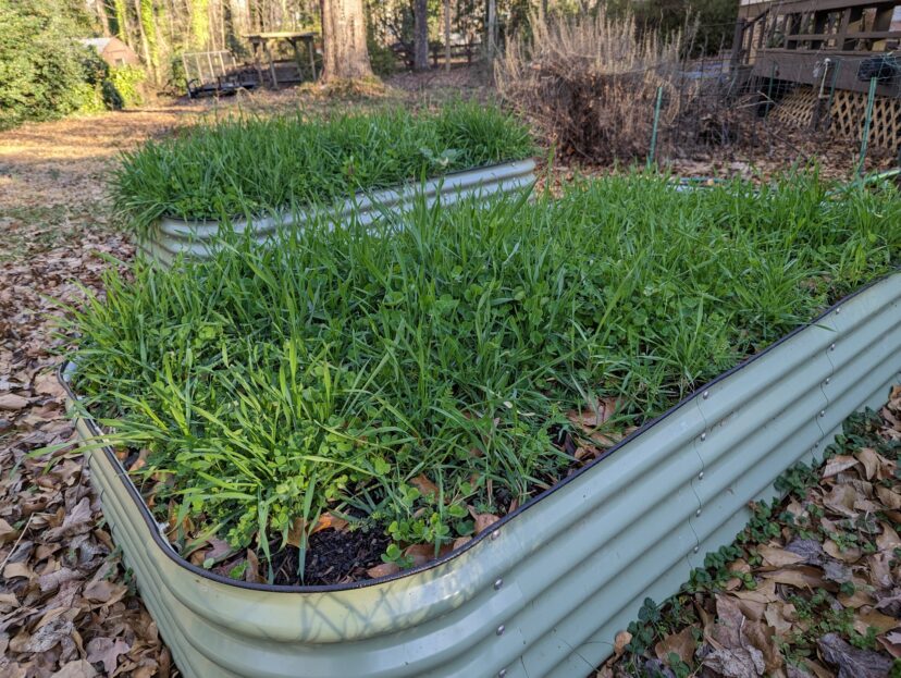Raised garden beds filled with dense green fall/winter cover crops in a backyard garden.