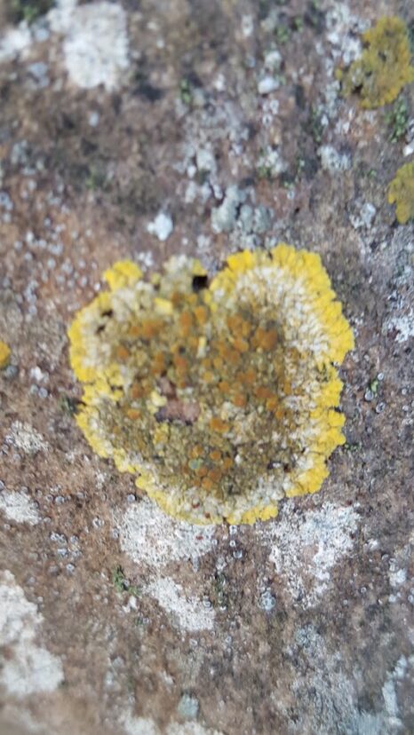 Yellow crustose lichen forming a thin patch on a rock.