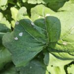 South Carolina Field Update (September 8, 2026): Labor Day Brings Fall-Like Weather