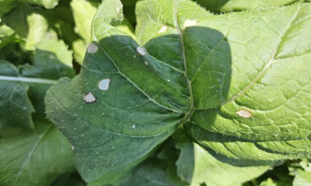 South Carolina Field Update (September 8, 2026): Labor Day Brings Fall-Like Weather