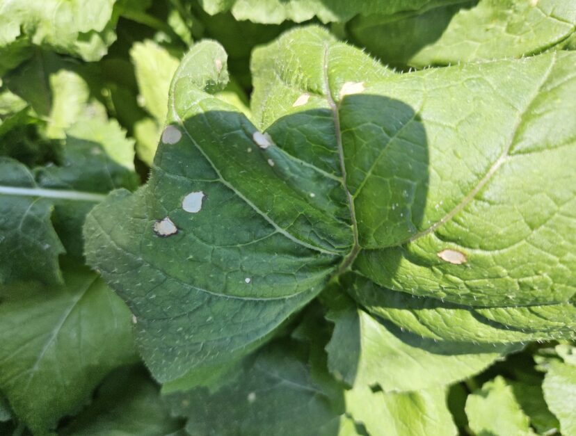 Brassica leaves with brown, burned spots caused by water droplets and sunlight.