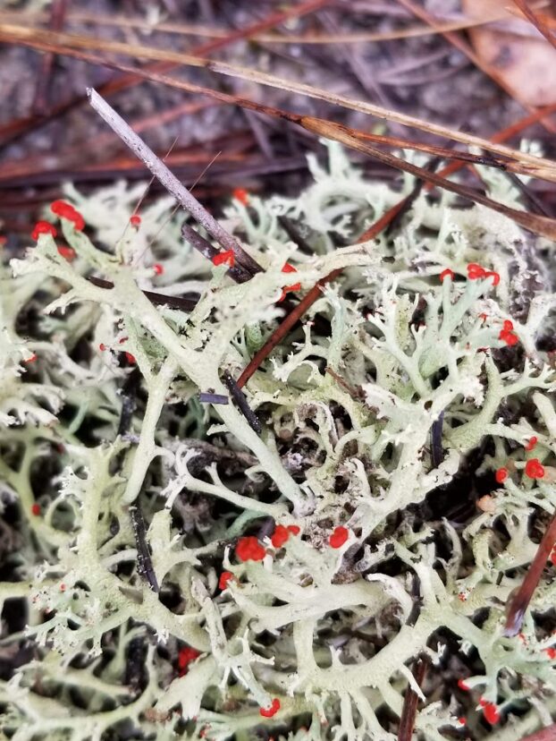 British soldiers lichen, Cladonia cristatella, with bright red tips on pale green branching stalks among pine needles.