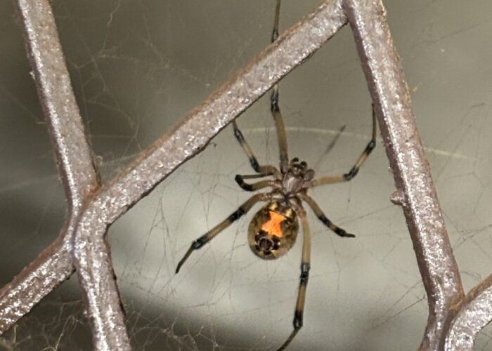 brown-widow-spider-with-an-orange-hourglass-shaped Brown widow spider with an orange hourglass-shaped marking on the underside of its abdomen.