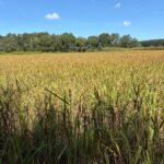 South Carolina Field Update (September 21, 2026): Muscadines Begin to Tail Off as Strawberry Preparations Accelerate