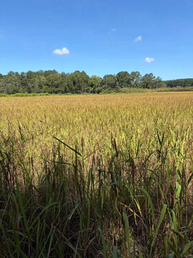 Carolina Gold rice approaching harvest on Wadmalaw Island, South Carolina.