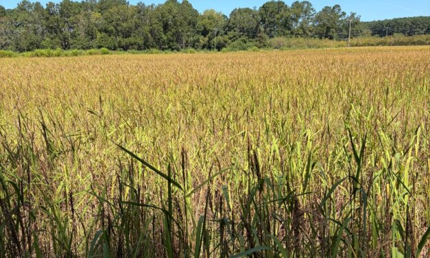 South Carolina Field Update (September 21, 2026): Muscadines Begin to Tail Off as Strawberry Preparations Accelerate