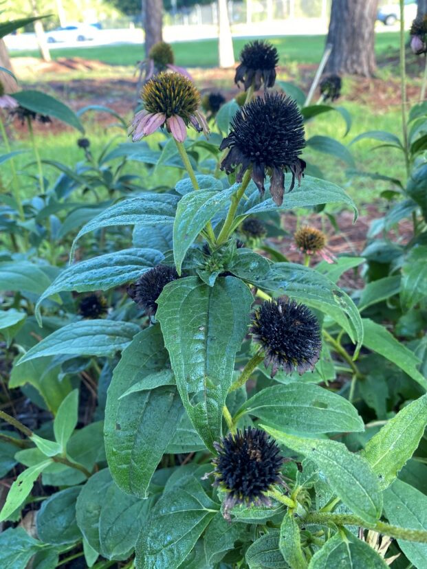 Close-up of coneflower plants with one fading pink bloom and several dark seed heads among green leaves in a garden.