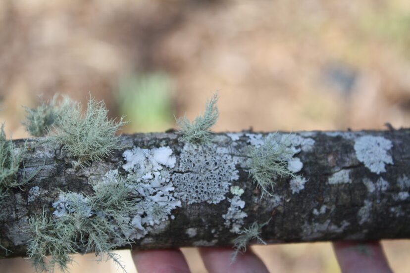Close-up of crustose, foliose, and fruticose lichens growing together on a tree branch.