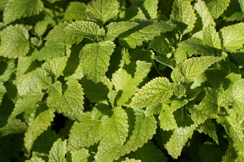 Close-up of lemon balm (Melissa officinalis) leaves used to make lemon-flavored herbal tea.