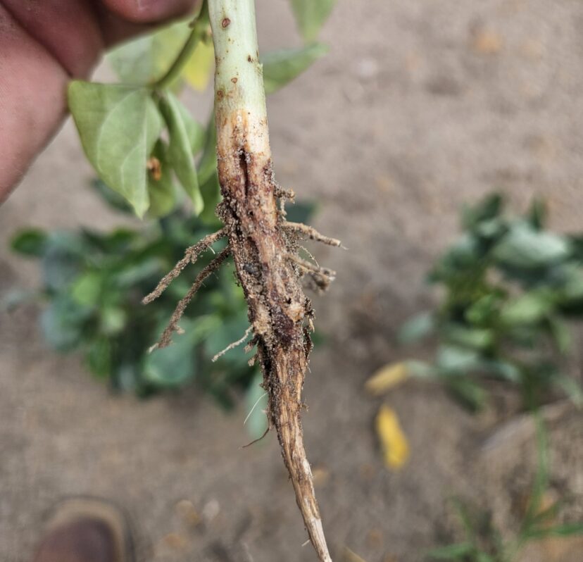 Close-up of stem girdling and feeding damage caused by a lesser cornstalk borer.