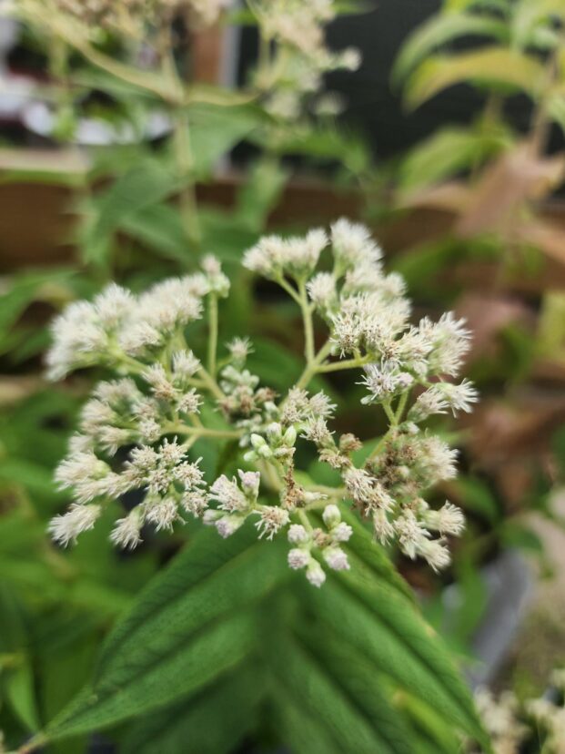 Close-up of white boneset flower clusters blooming among green leaves.