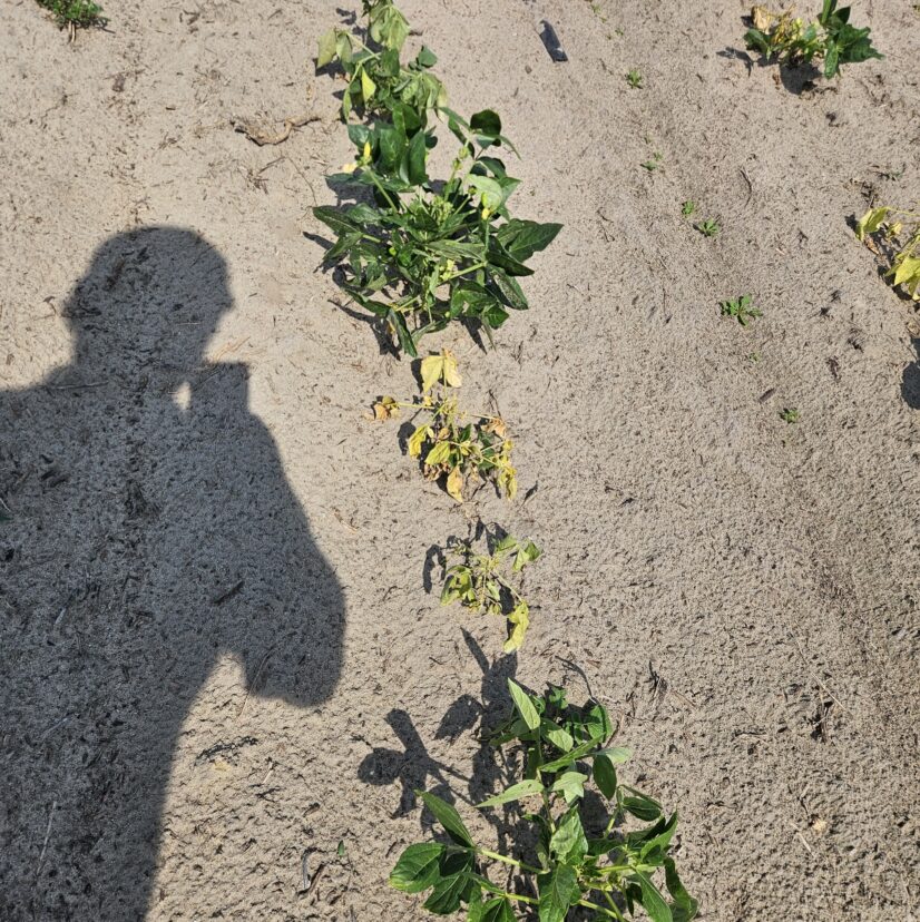Cowpea plants showing wilting and yellowing from lesser cornstalk borer damage in sandy soil.