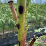 South Carolina Field Update (September 14, 2026): Muscadine Harvest Picks Up as Apple Harvest Begins