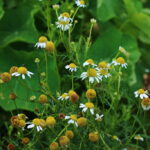 Liberty Tea: The History, Plants & Herbal Tea Alternatives of Colonial America