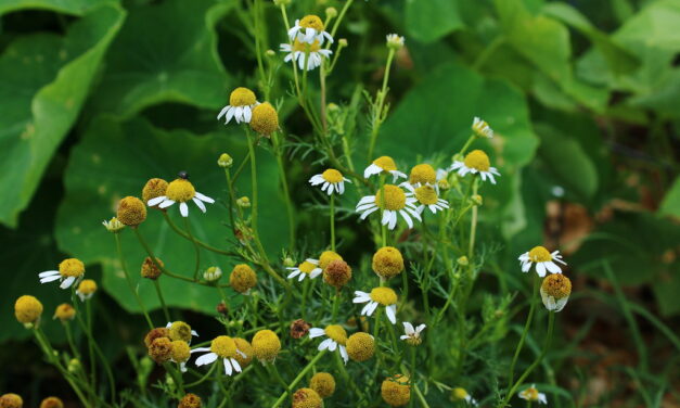 Dried German chamomile flowers used to brew herbal tea with floral and apple-like aroma.