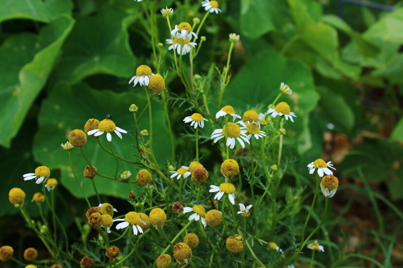 Dried German chamomile flowers used to brew herbal tea with floral and apple-like aroma.