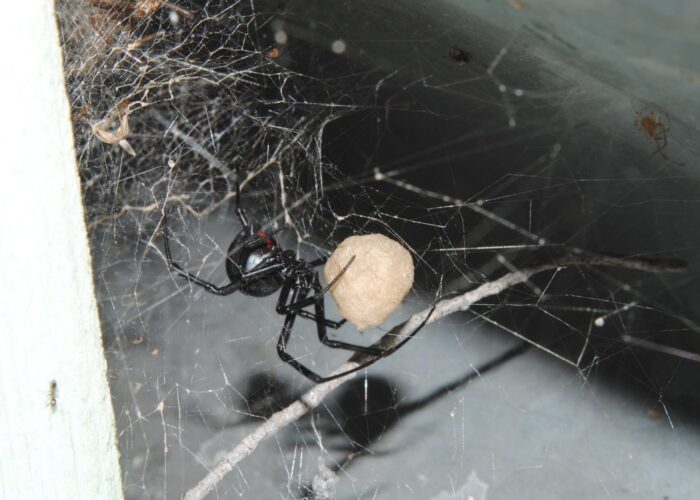 irregular-tangled-widow-spider-web-with-a-widow-sp Irregular tangled widow spider web with a widow spider hanging upside down.