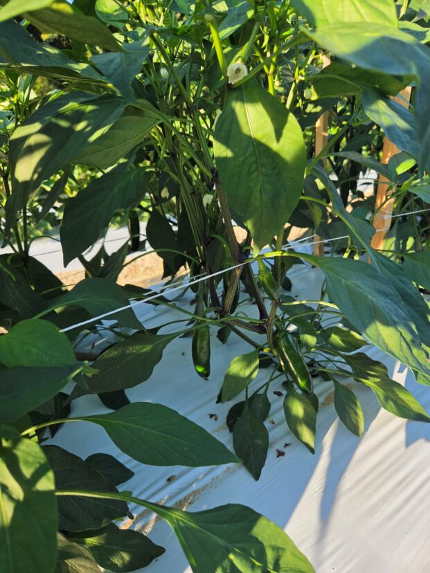 Jalapeño peppers developing well in the South Carolina Midlands.
