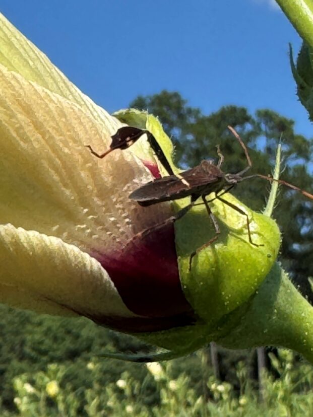 Leaf-footed bug resting on an okra bloom.