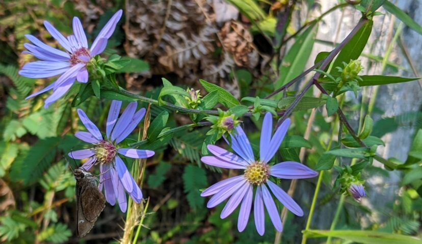 New England asters blooming in a pollinator garden.