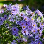 New England Asters (<em>Symphyotrichum Novae-Angliae</em>) How To Grow And Care For New England Asters
