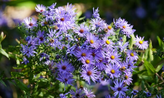 New England Asters (<em>Symphyotrichum Novae-Angliae</em>) How To Grow And Care For New England Asters