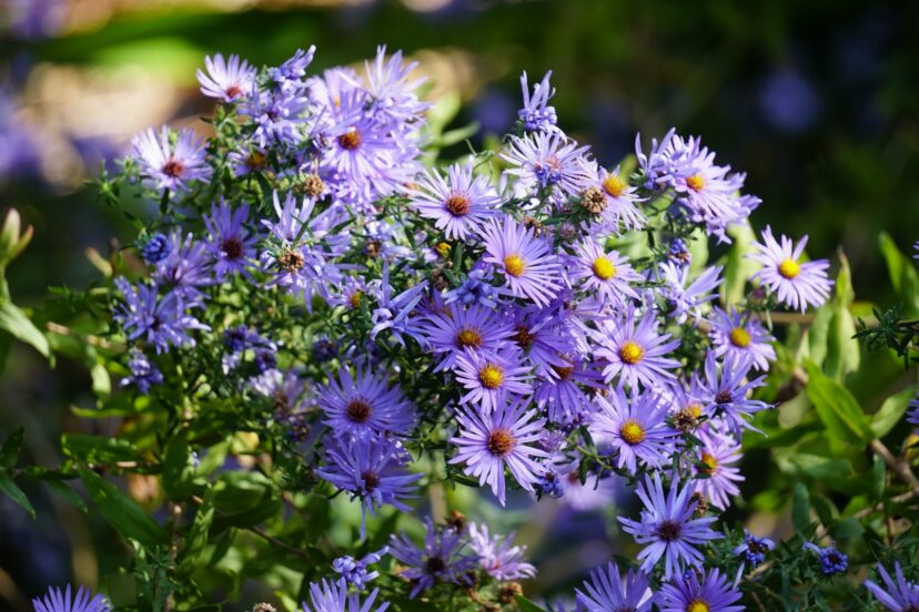 New England asters blooming in a pollinator garden.