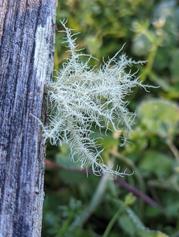 Pale green fruticose lichen with upright, branching growth attached to a wooden surface.
