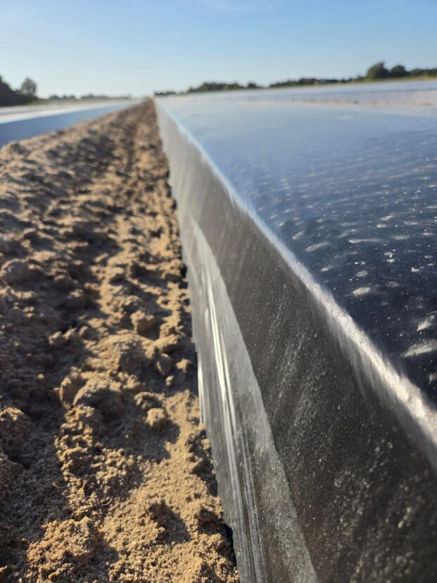 Plastic-covered raised beds prepared for strawberry planting in the Midlands.