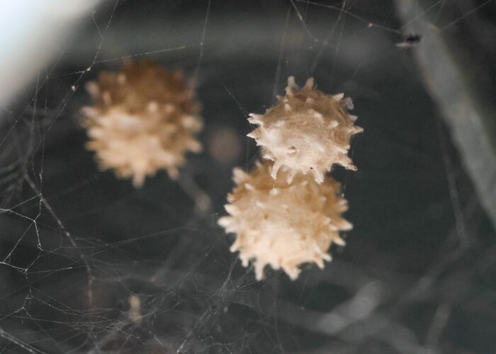 rounded-light-tan-brown-widow-spider-egg-sac-cove Rounded, light-tan brown widow spider egg sac covered in small points.