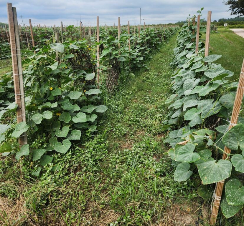 Rows of cucumber vines growing on trellises beside a grassy field path.