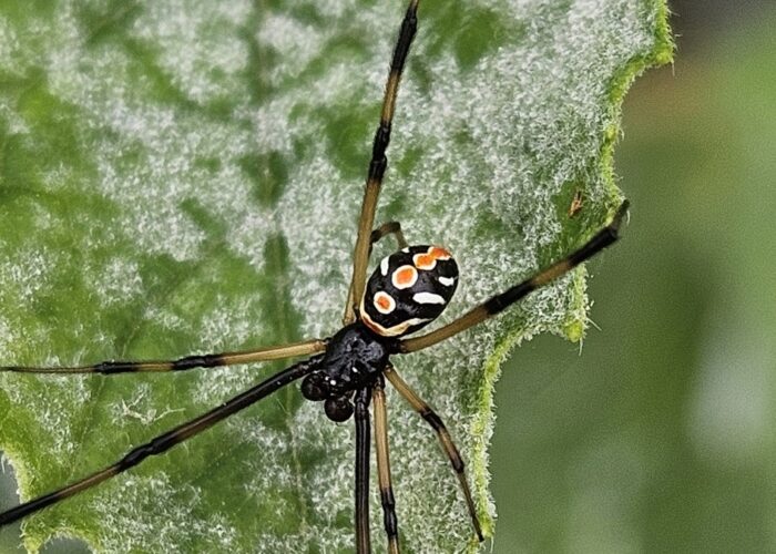 small-male-black-widow-spider-with-white-and-red-m Small male black widow spider with white and red markings on the top of its abdomen.