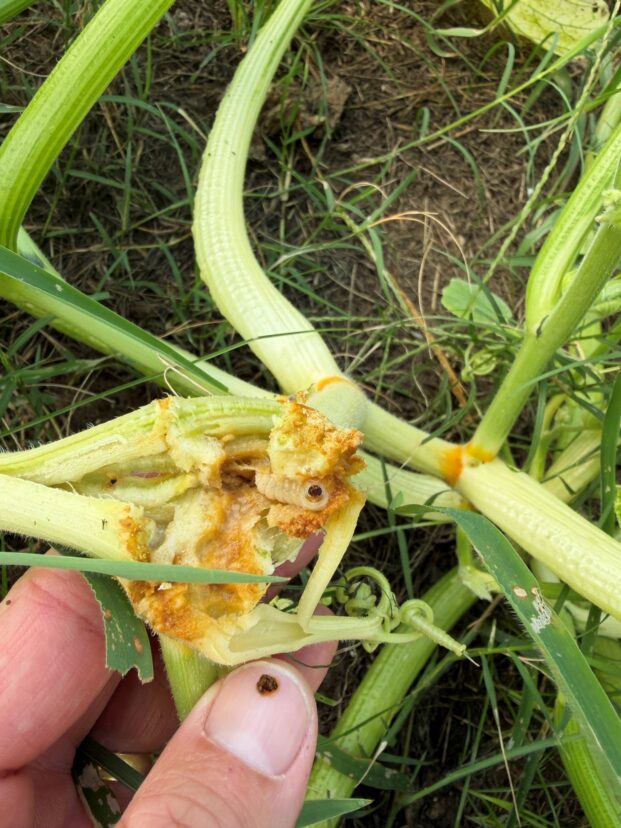 Squash vine borer larva causing wilting and death in winter squash.