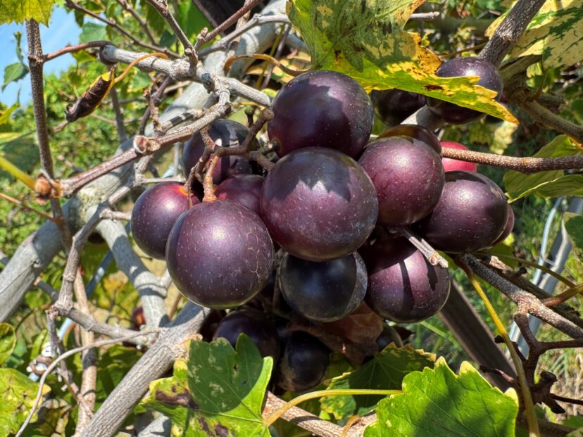 Supreme muscadine grapes being harvested in South Carolina.