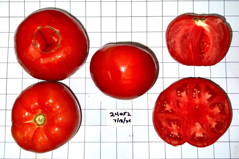 Tomato cultivars growing in a North Carolina State University field trial.